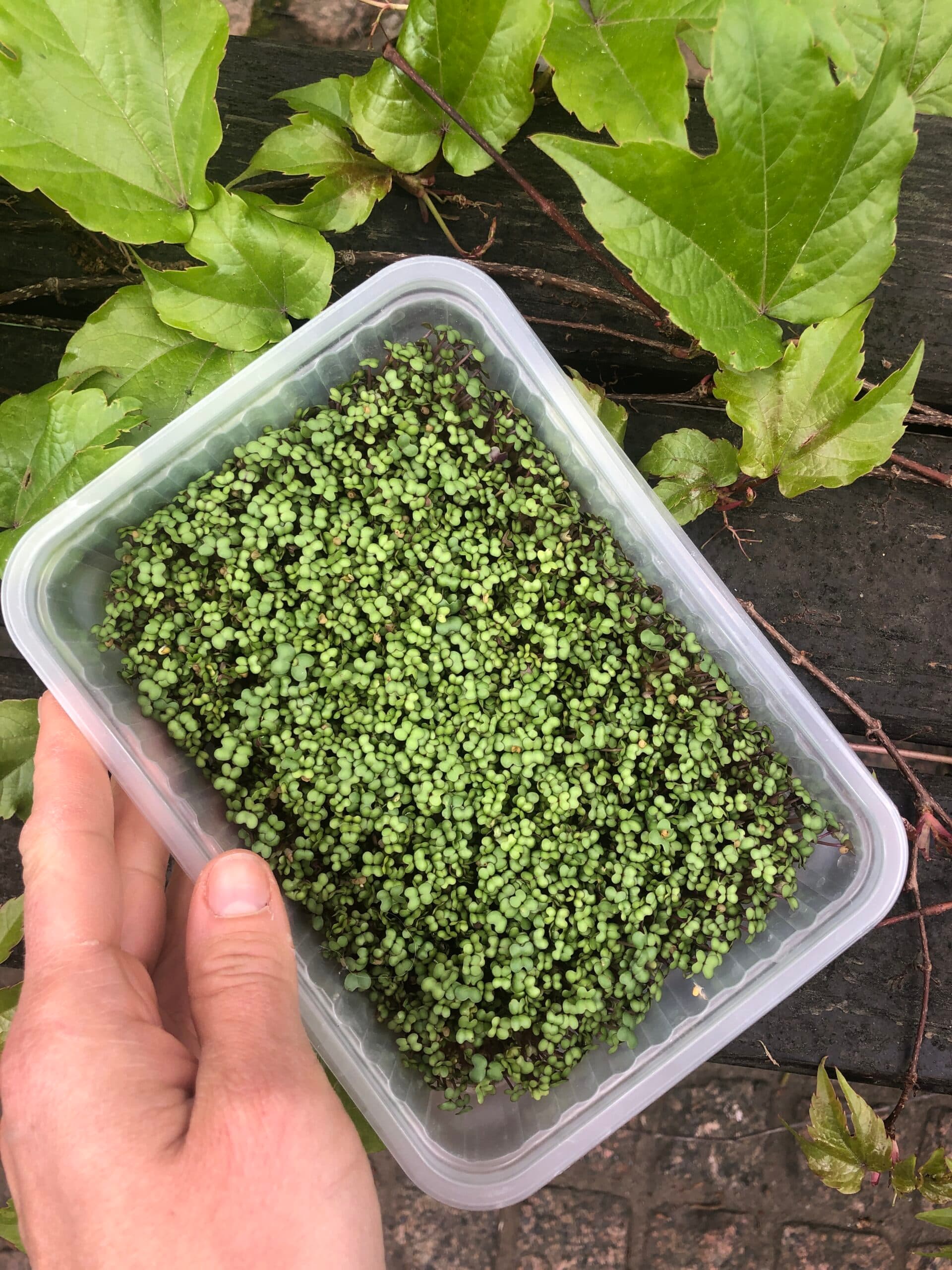 Iron extraction scaled (3)