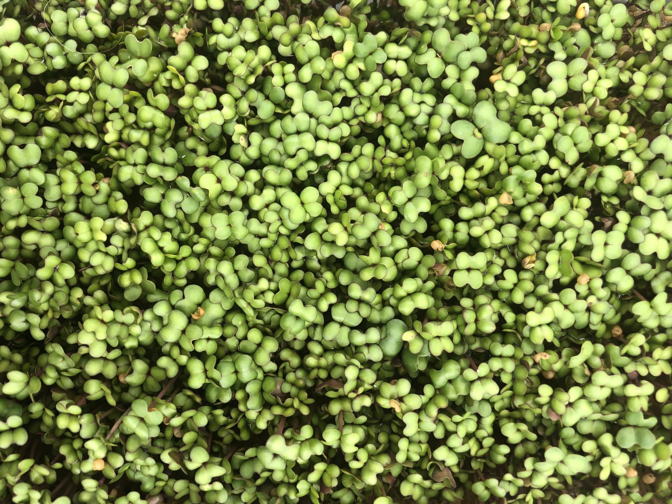 Iron extraction scaled (2)