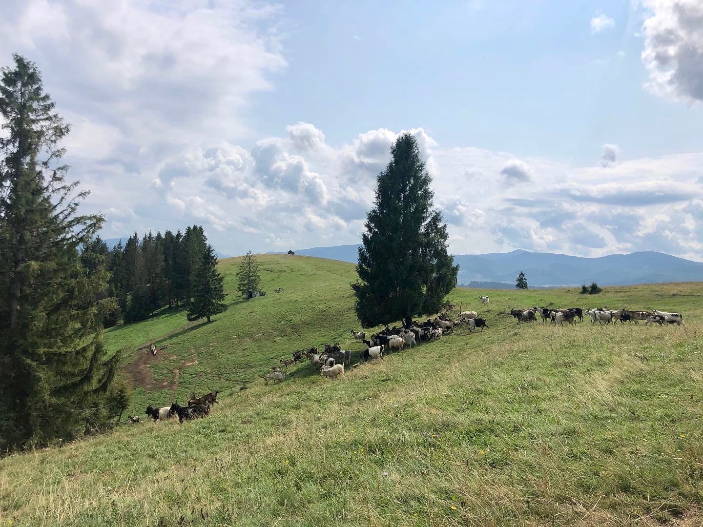 Winter Run OneOfThem (4)